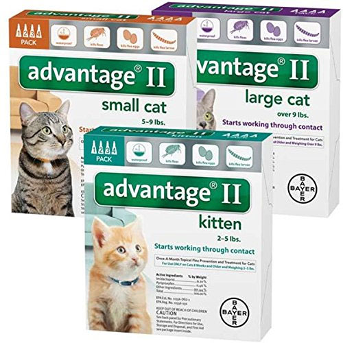 Bayer Advantage II For Cats Review (Flea Control Treatment)