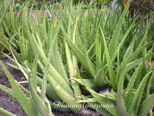 Aloe Vera Gel Aloe Vera Gel